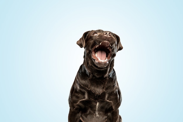 Lachend chocolade labrador retriever dogindoors Grappig puppy over blauwe muur.