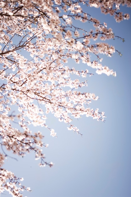 Lage hoek bloeiende lente bloemen