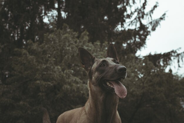 Lage hoek close-up shot van een Taiwanese hond op zoek naar de kant op zoek naar avonturen