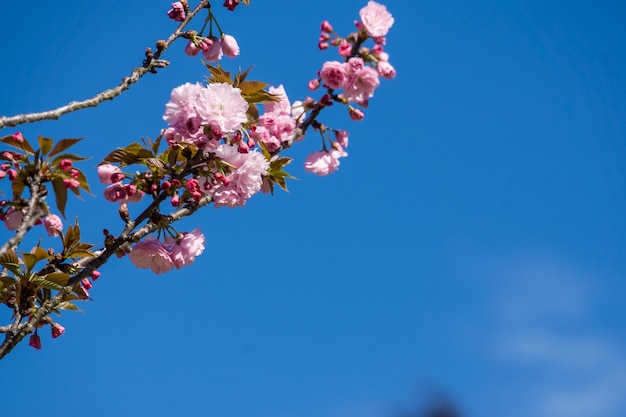 Lage hoek die van bloeiende bloemen onder een blauwe hemel is ontsproten