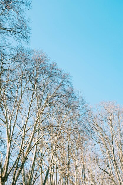 Lage hoek die van bruine bladloze bomen is ontsproten onder de mooie blauwe hemel