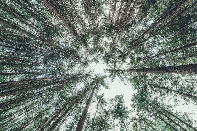 Lage hoek die van dunne bomen in een bos is ontsproten