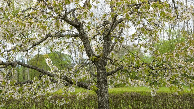 Lage hoek die van een boom is ontsproten die tijdens de lente bloeit