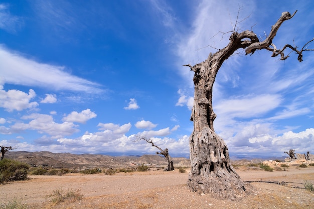 Gratis foto lage hoek die van een dode boom in een woestijnland met een duidelijke blauwe hemel is ontsproten