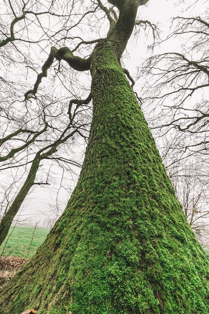 Lage hoek die van een enorme boom in het bos met een sombere hemel is ontsproten