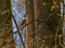 Gratis foto lage hoek die van een europees roodborstje is neergestreken op een boomtak in een bos