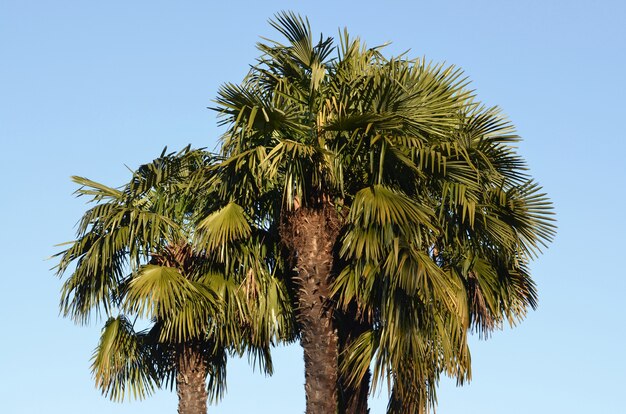 Lage hoek die van een grote palmboom is ontsproten met het heldere blauw