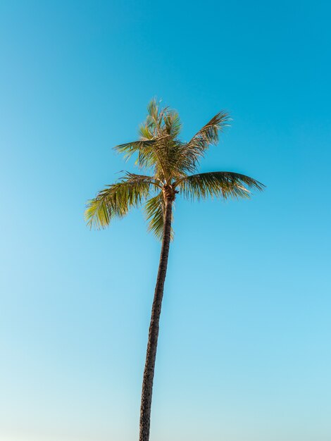 Lage hoek die van een hoge palmboom onder een heldere hemel is ontsproten
