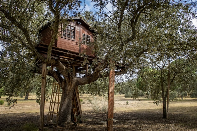 Lage hoek die van een houten boomhut met vensters in het midden van een bos onder een blauwe hemel is ontsproten