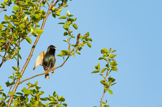 Lage hoek die van een merel is neergestreken op een boomtak onder een heldere blauwe hemel