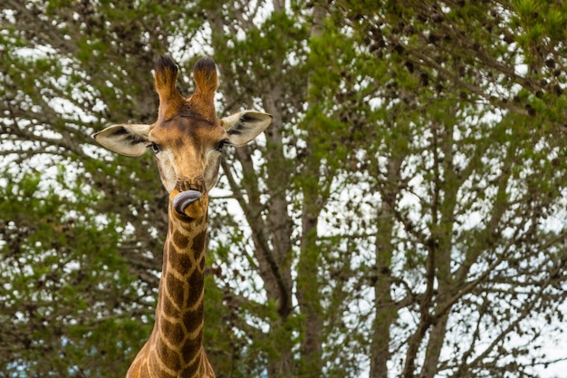 Gratis foto lage hoek die van een mooie giraf is ontsproten die zich voor de mooie bomen bevindt