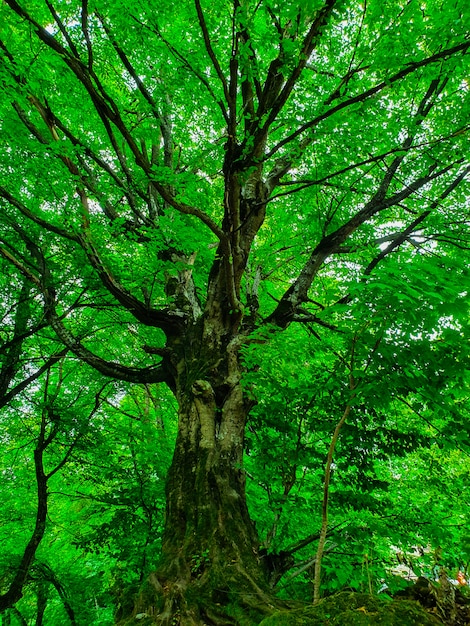 Lage hoek die van een mooie grote hoge boom in een bos met dikke bladeren en takken is ontsproten