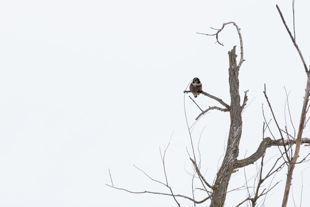 Lage hoek die van een uil op een boomtak overdag in de winter is ontsproten