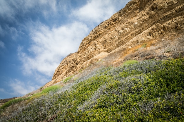 Lage hoek die van groene planten is ontsproten die op een rotsberg met een bewolkte hemel groeien