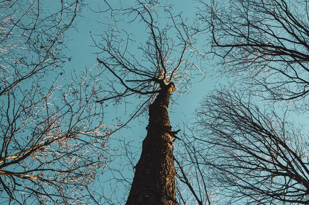 Lage hoek die van hoge bomen tegen een blauwe hemel overdag is ontsproten