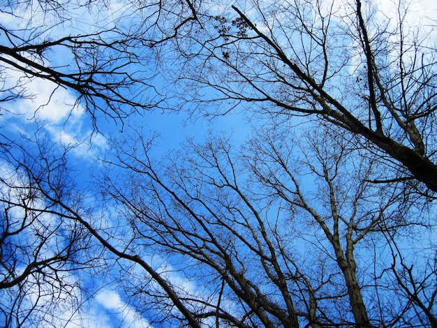 Lage hoek die van kale bomen in het bos met een blauwe hemel is ontsproten
