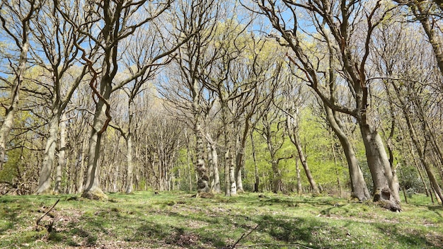 Lage hoek die van kale bomen is ontsproten tijdens de lente op een zonnige dag