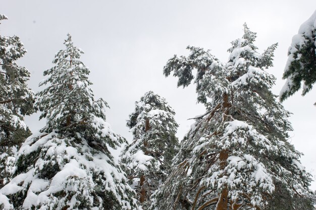 Lage hoek die van met sneeuw bedekte hoge bomen in een gebied tijdens daglicht is ontsproten