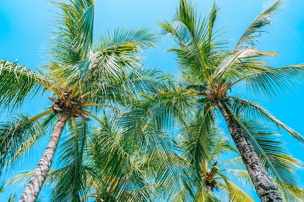 Lage hoek die van mooie kokosnotenpalm is ontsproten op blauwe hemel