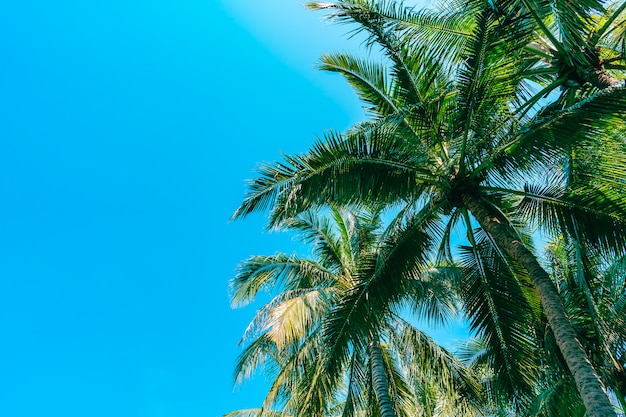 Lage hoek die van mooie kokosnotenpalm is ontsproten op blauwe hemel