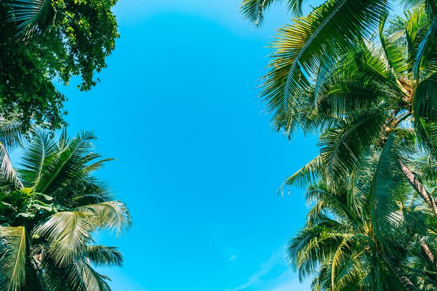 Lage hoek die van mooie kokosnotenpalm is ontsproten op blauwe hemel