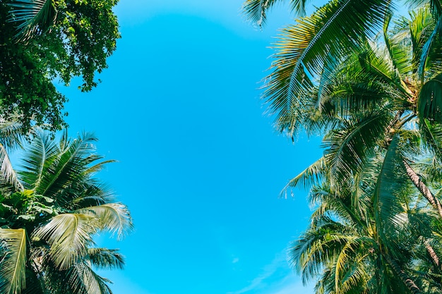 Lage hoek die van mooie kokosnotenpalm is ontsproten op blauwe hemel