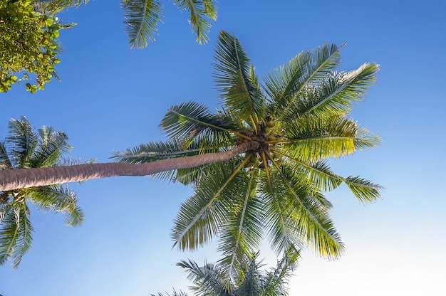 Lage hoek die van mooie tropische palmen onder de zonnige hemel is ontsproten