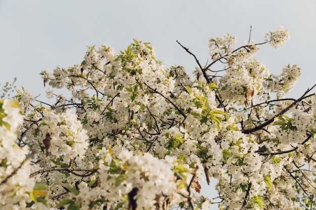 Lage hoek die van mooie witte bloesem met de blauwe hemel is ontsproten