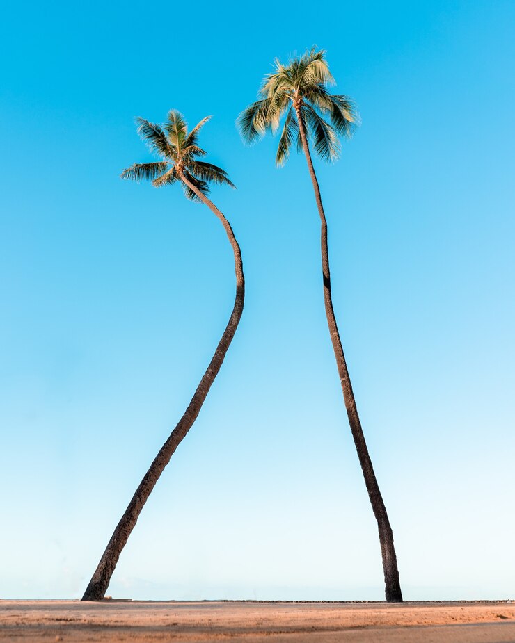 Gratis Foto lage hoek die van palmbomen onder de mooie blauwe hemel is ontsproten