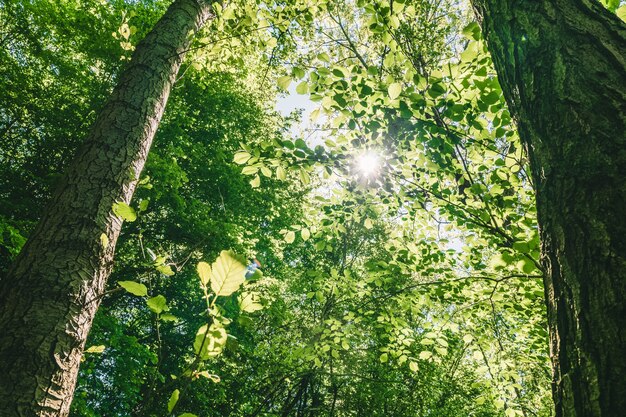 Lage hoek die van prachtige groenbladige bomen is ontsproten onder een heldere hemel