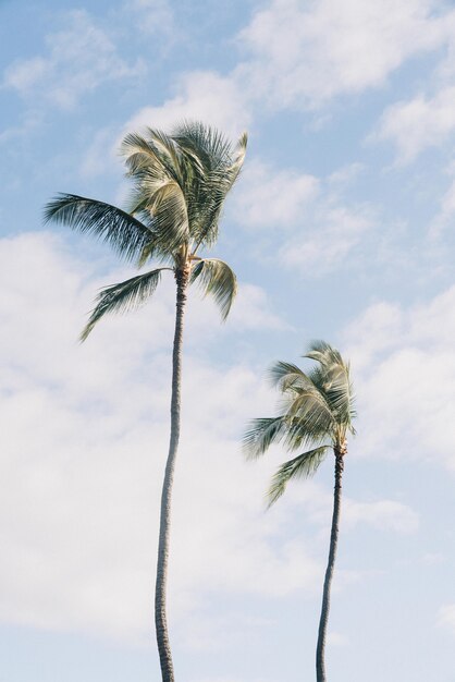 Lage hoek die van twee palmbomen met een bewolkte blauwe hemel is ontsproten