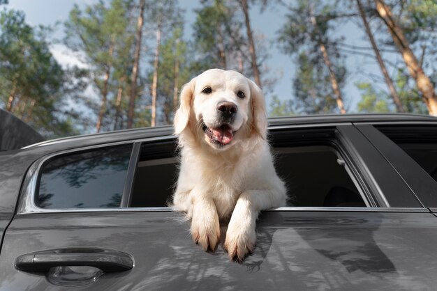 Lage hoek gelukkige hond in auto
