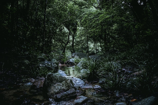 Lage hoek shot van een kleine rivier vol rotsen in het midden van een bos