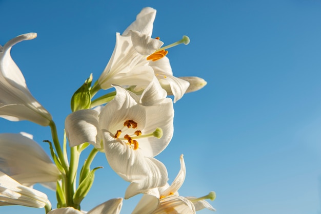 Lage hoek witte bloemen met blauwe achtergrond