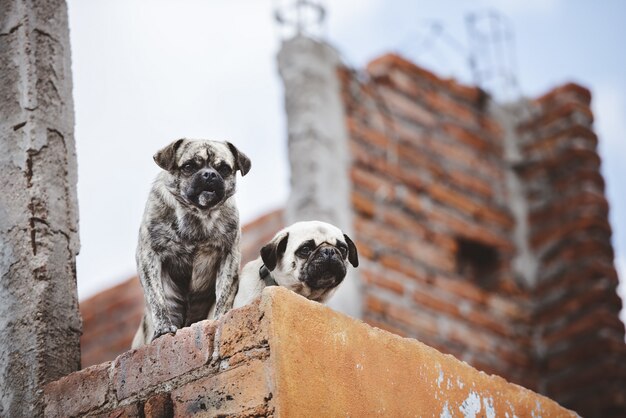 Lage hoekclose-up die van twee leuke pugs op de muur is ontsproten terwijl neer het kijken