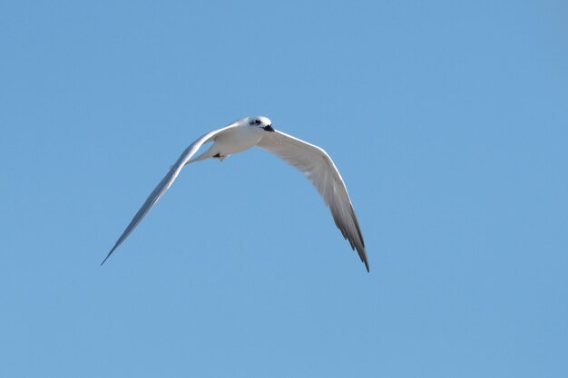 Lage hoekmening van de witte zeemeeuw die op een zonnige zomerdag in de heldere blauwe lucht zweeft