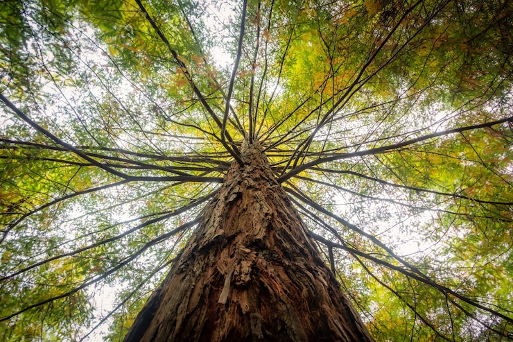 Gratis Foto lage hoekmening van een boom bedekt met groene bladeren onder het zonlicht overdag