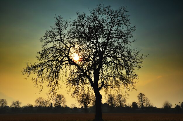 Lage hoekmening van een boomsilhouet op een prachtige zonsondergangachtergrond