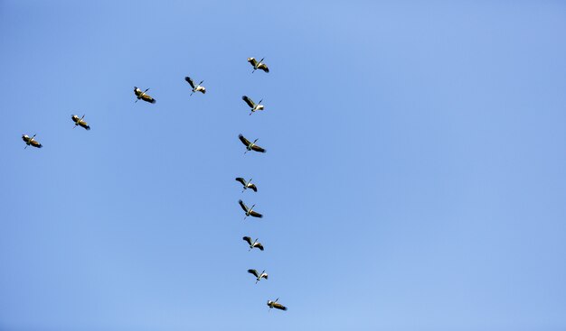 Lage hoekmening van een zwerm vogels die overdag in de blauwe hemel vliegen