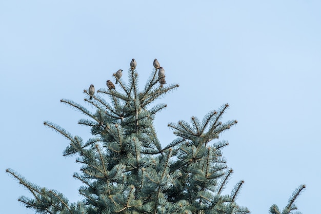 Lage hoekmening van mussen op een zwarte sparrenboom onder een blauwe hemel overdag