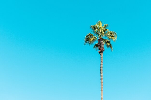 Lage hoekmening van palmbomen onder een blauwe lucht en zonlicht overdag