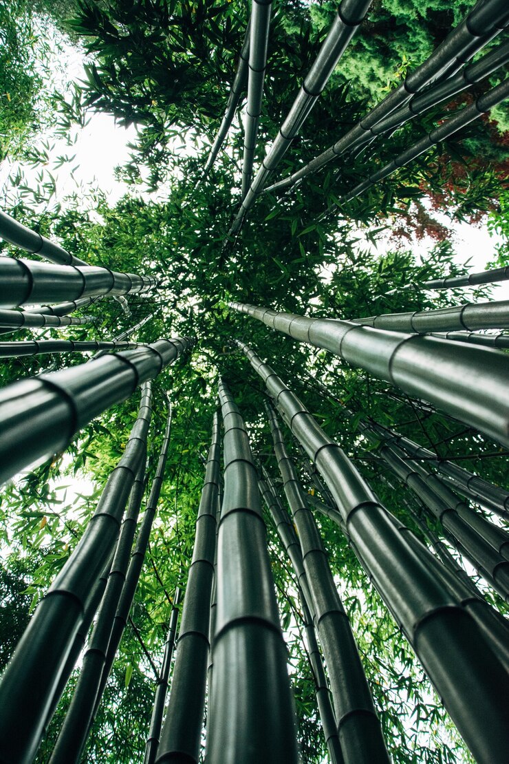 Gratis Foto lage hoekopname van de gigantische bamboebomen
