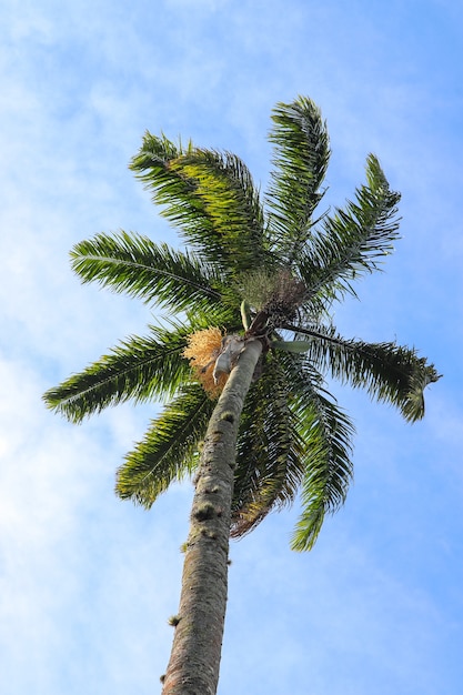 Lage hoekopname van de hoge palmboom die glinstert onder de blauwe lucht