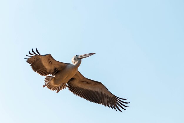 Lage hoekopname van een geschilderde ooievaar die onder het zonlicht en een blauwe lucht vliegt