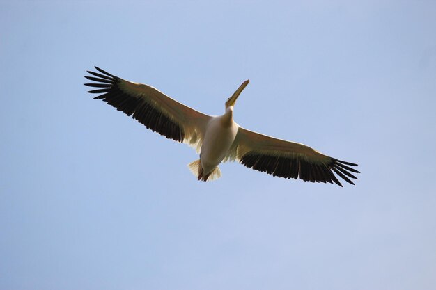 Lage hoekopname van een grote witte pelikaan die onder het zonlicht en een blauwe lucht vliegt