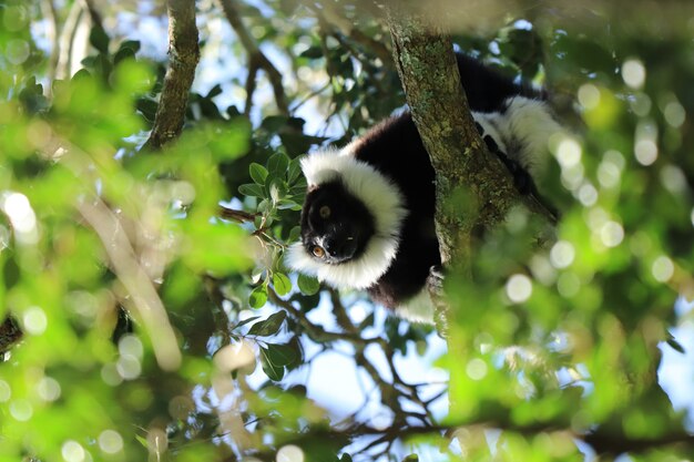 Lage hoekopname van een indri (een soort primaat) tussen de takken van een boom