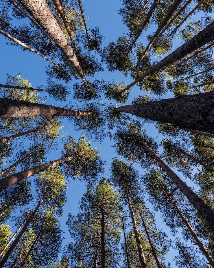 Gratis Foto lage hoekopname van veel mooie hoge bomen onder een blauwe lucht