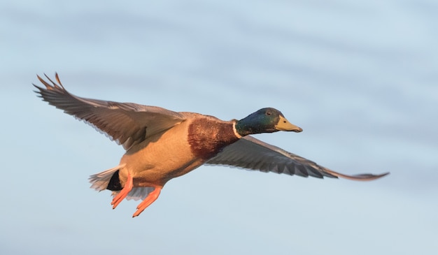 Lage hoekopname van wilde eend met blauwe lucht op de achtergrond