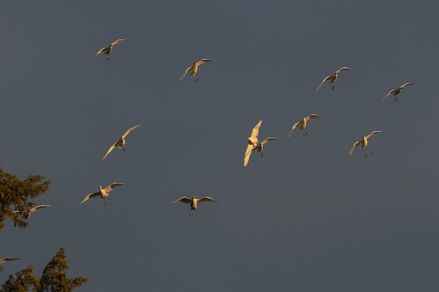 Gratis foto lage hoekopname van zilverreigers bij zonsondergang