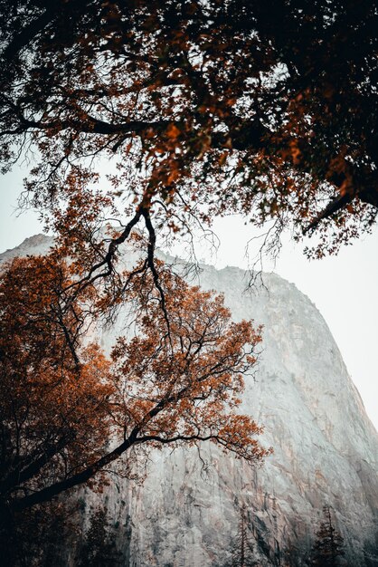 Lage hoekscène van bomen met oranjekleurige bladeren in de herfst met een mistige rots op de achtergrond